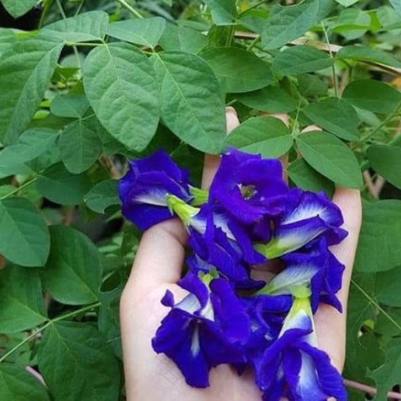 product-image-2